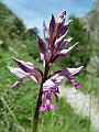 Orchidaceae - Orchis militaris